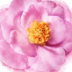 NUXE HAIR PRODIGIEUX - Démêlant Brillance Miroir - Tous Types De Cheveux, 200ml 17 NUXE HAIR PRODIGIEUX - Démêlant Brillance Miroir - Tous Types De Cheveux, 200ml -Boticinal Powersanté Soldes Boutique 14219715 2115024005816353