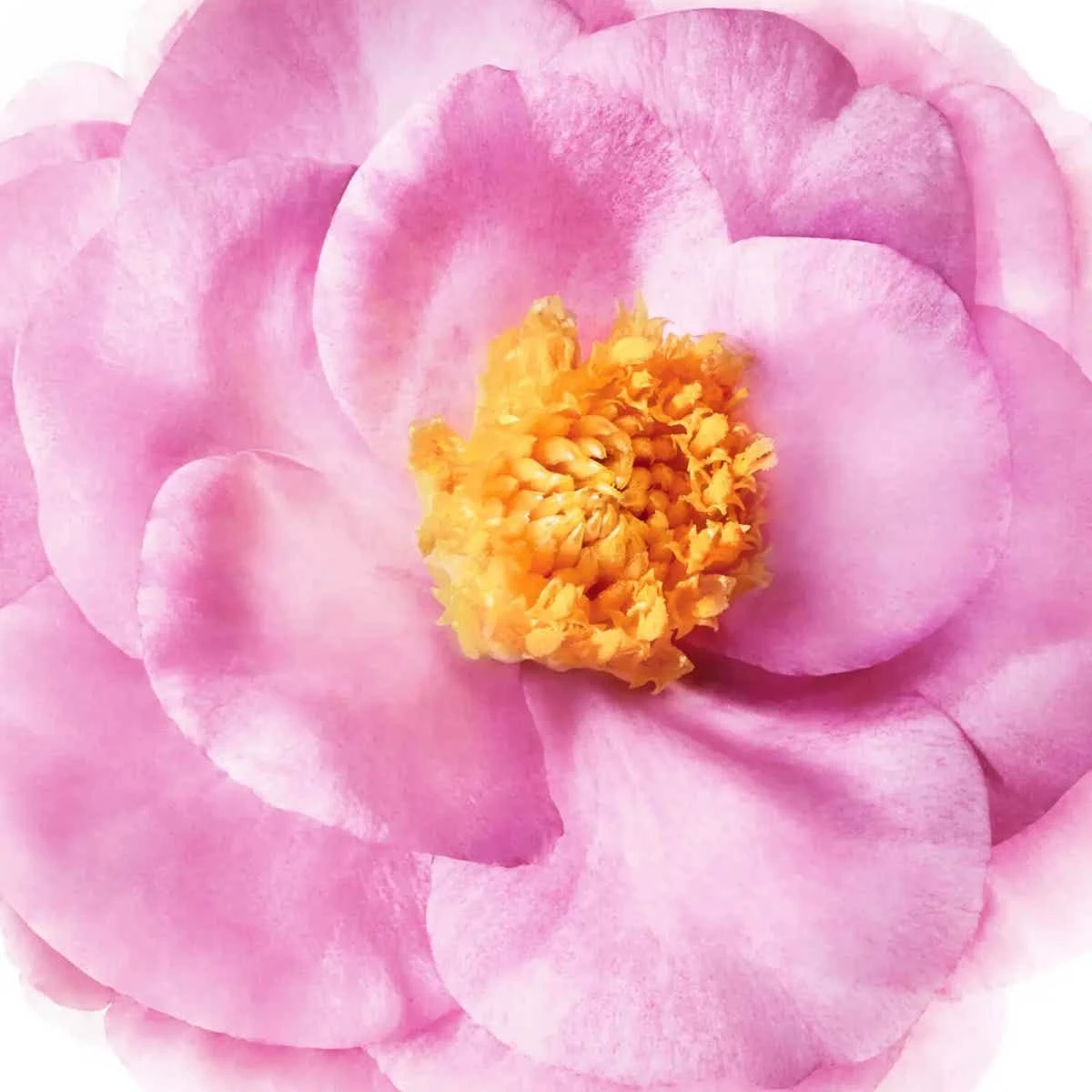 NUXE HAIR PRODIGIEUX - Démêlant Brillance Miroir - Tous Types De Cheveux, 200ml 9 NUXE HAIR PRODIGIEUX - Démêlant Brillance Miroir - Tous Types De Cheveux, 200ml – Image 7