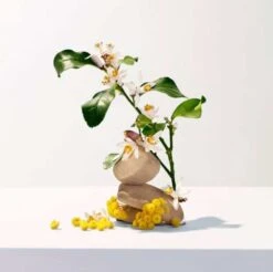 ROGER & GALLET NÉROLI - Gel Douche Bienfaisant - Tous Types De Peaux, 200ml -Boticinal Powersanté Soldes Boutique neroli2 1